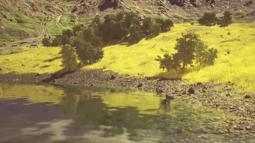 Sunlit Coastal Scene with Botanical and Ecoconscious Elements Emphasized