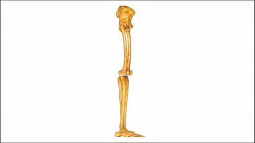 Rotating Human Leg Skeleton Anatomy 3D Medical Animation