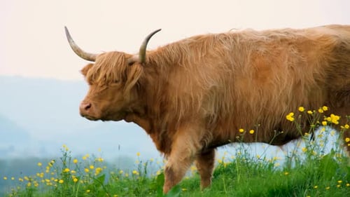 Highland cattle with big horns and shaggy coat feeding on green grass in field with yellow buttercup