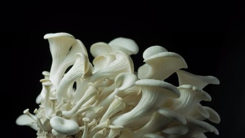 Fresh Oyster Mushrooms Piled Together on Black