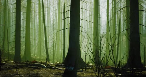 Lush Green Forest with Towering Trees in Early Morning Light