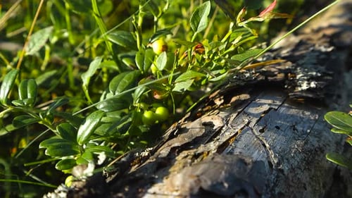 Plants de canneberges ou d'airelles rouges non mûrs poussant sur le sol d'une forêt peu profonde contre un arbre tombé