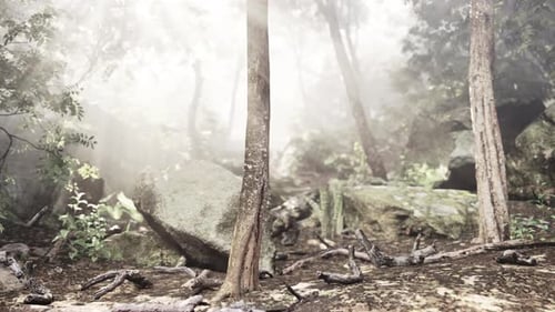 Sonne scheint in den tropischen Wald