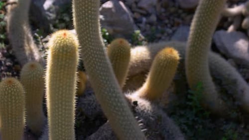 Green Succulent Cactus Growing Outdoors on a Sunny Day