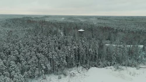 Early and Cold Winter Evening With a Snowy Forest.