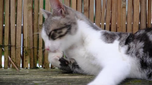 Cat Grooming Itself on Outdoor Wooden Surface