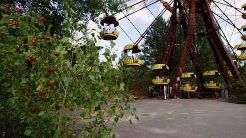 Red berries and abandoned Ferris wheel in Pripyat amusement park, pan right