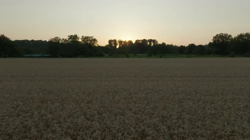 Sunset Drone Movement Over Golden Field