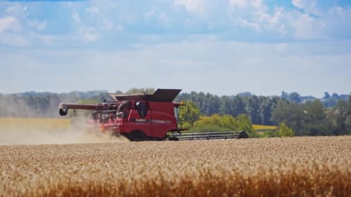Agriculture machine harvesting crop. Working harvesting combine in the field of wheat