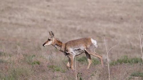 Close-up of a pronghorn antelope moving through the Utah desert