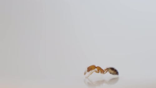 Side View on One Ant Close-up, Yellow and Tiny Walking Out of Focus, White Smooth Background 4K