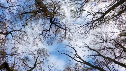 POV looking up at bare tree branches against a clear blue sky in a UK woodland during late autumn