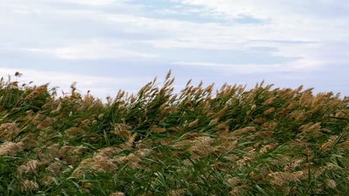 Agitant l'herbe dans un champ ensoleillé sous un ciel bleu pendant l'après-midi