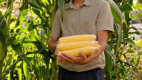 Farmer Holds Corn in His Hands in the Garden Selective Focus