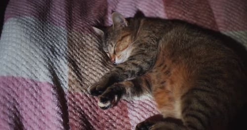 Hauskatze schläft auf einer Decke auf dem Bett