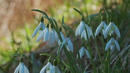 Snowdrops in Spring Forest