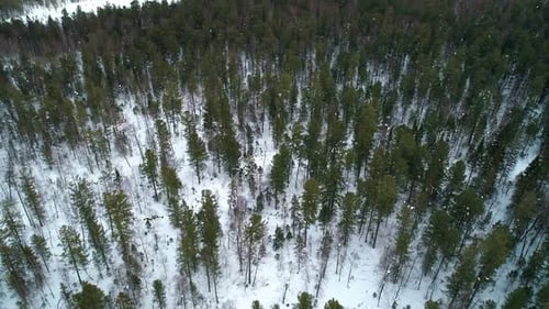 Aerial Orbital View Winter Forest Evergreen Trees on the Snow Amazing Winter Landscape
