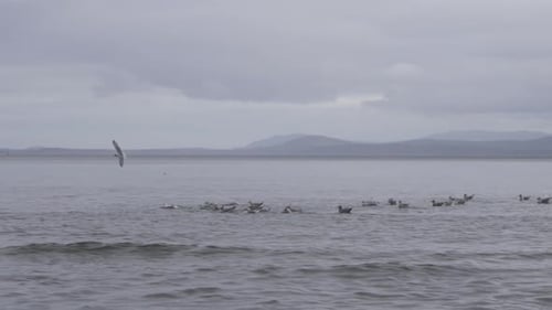 Un troupeau de mouettes assis au sommet de l'eau glacée de l'océan pendant l'hiver en Colombie-Britannique