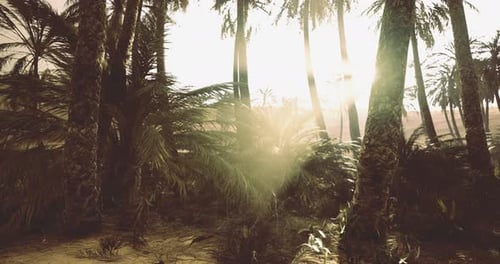 Sunlight Filters Through Vibrant Palm Trees in a Serene Tropical Oasis