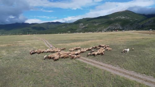 Shepherd führt Schaf- und Ziegenherde über die Tundra-Weide auf dem Land in Bulgarien