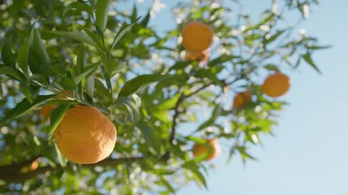 The Orange Fruit Of Calabria In Italy
