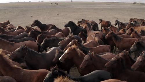 Herd of Horses Moving Across Rural Landscape