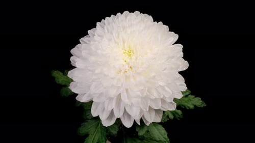 White Chrysanthemum Blossom Blooming on Black Background