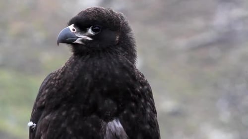 Gestreifter Caracara