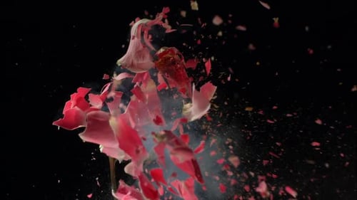 Flower frozen in liquid nitrogen shatters in dramatic slow motion explosion