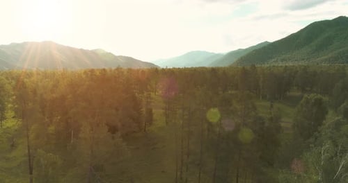 Aerial View Low Flight Above Evergreen Pine Tree Landscape with Endless Mountain Forest at Sunny