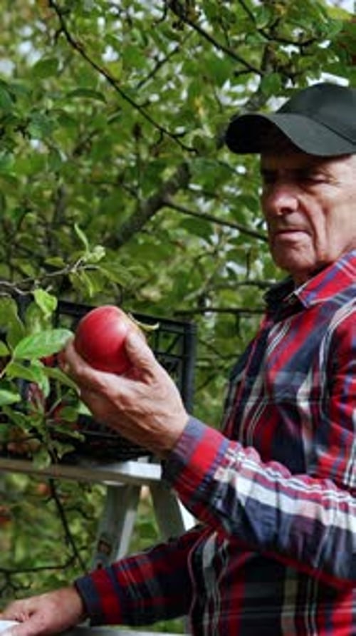 Adult Picking Fresh Apples in a Rural Orchard