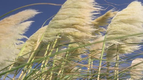 Pampas grass fronds moving in strong wind on a sunny autumn afternoon. Quarter stop pro mist filter.