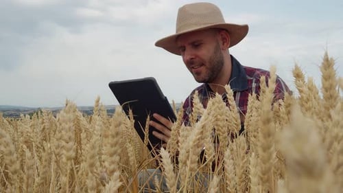 Young Male Farmer Analyzing the Wheat Plantation with a Tablet