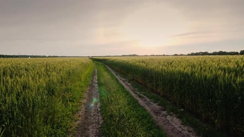 Schöne Straße zum Weizenfeld bei Sonnenuntergang