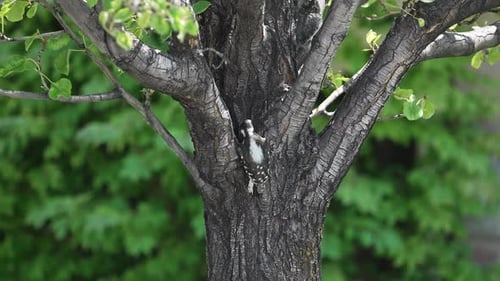 Downy Woodpecker hopping up through the tree branches