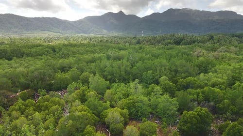 Langsame Dolly-Drohnenaufnahme eines Mangrovenwaldes mit Berg und Dschungel im Hintergrund