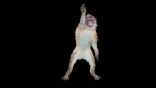 77 Monkey Dancing HD