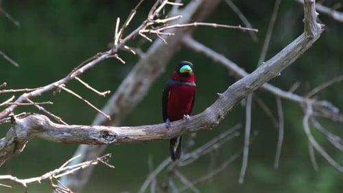 Looking straight to the camera and then to its right, Black-and-red Broadbill, Cymbirhynchus macrorh