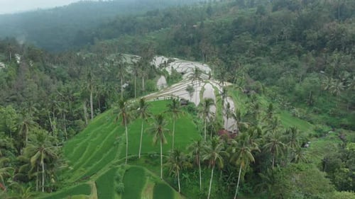 Rice terrace exploring landscape on exotic vacation through bali indonesia