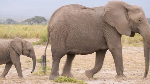 African Elephants Mother and calf crossing in the savanna grasslands