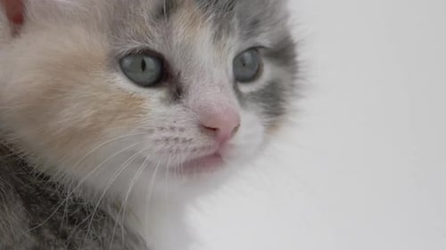 White background -Adorable Baby Kittens on White Background -close up calico-_1
