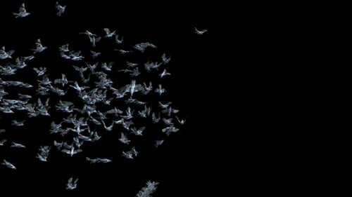Large Flock of Birds Flying with Transparent Alpha Channel