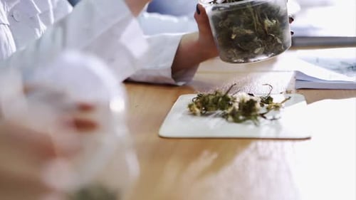 Biologists Review of Dry Leaves of Medicinal Plants in the Pharmaceutical Industry