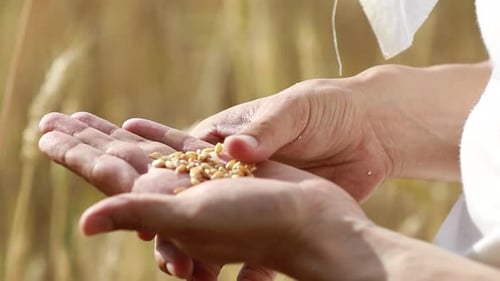 Farmer Pours Wheat From Hand To Hand on the Background of a Wheat Field. Agriculture and Harvesting