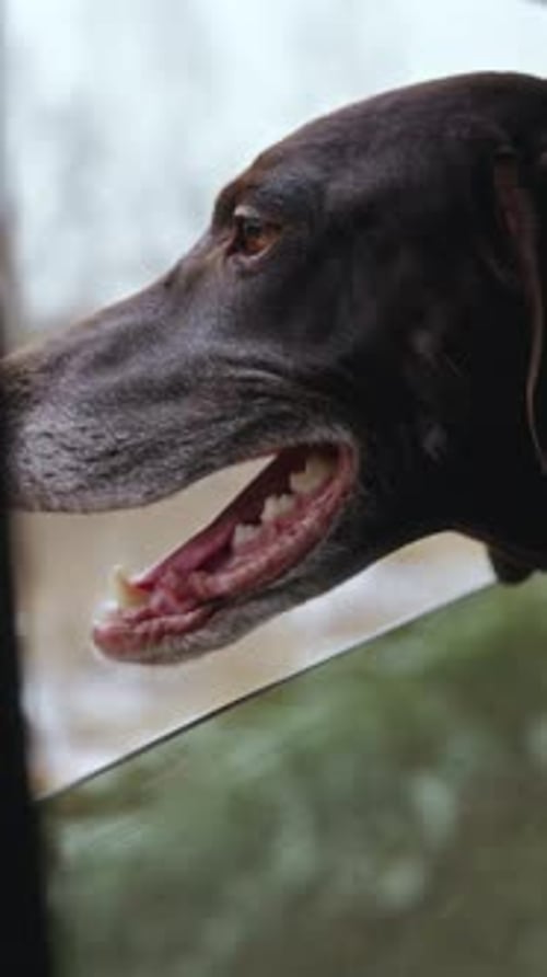 Dog Pokes Head Out of Car Window