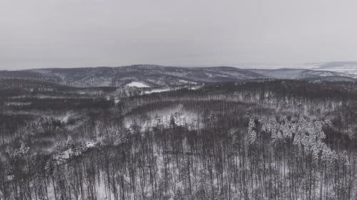 Winter forest landscape with snow covered trees and rolling hills