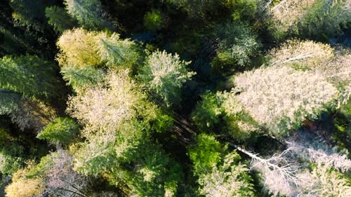 Top View of Green Trees of Mixed Forest Clip Tops of Green Trees on Sunny Day Beautiful Green Forest