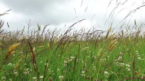 Nature, Summer, Environment And Flora Concept - Clover And Grass Growing On Meadow Or Field