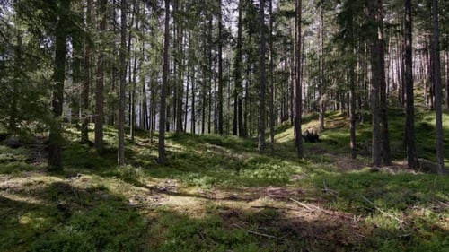 Natural Pine Forest Landscape with Tall Trees Forest Path