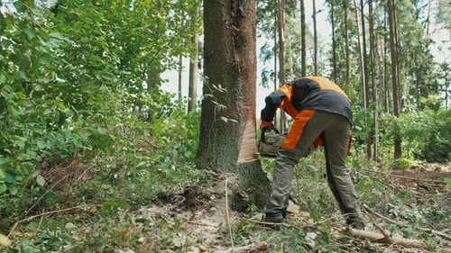 Holzfällerin im Wald Eine Spezialistin für Schutzausrüstung schneidet einen Baum mit einer Kettensäge zurück